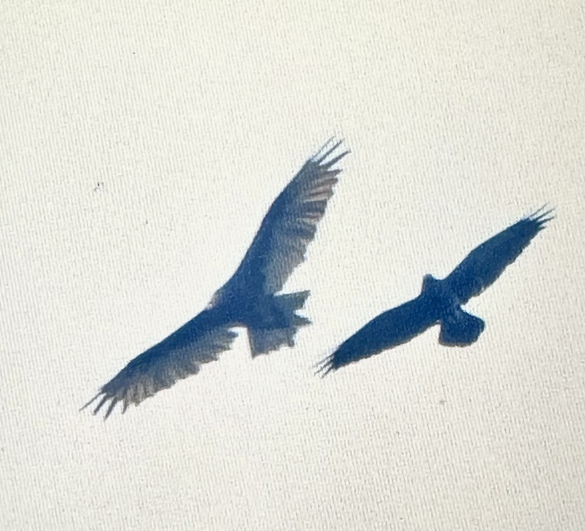 Turkey Vulture - ML643568424