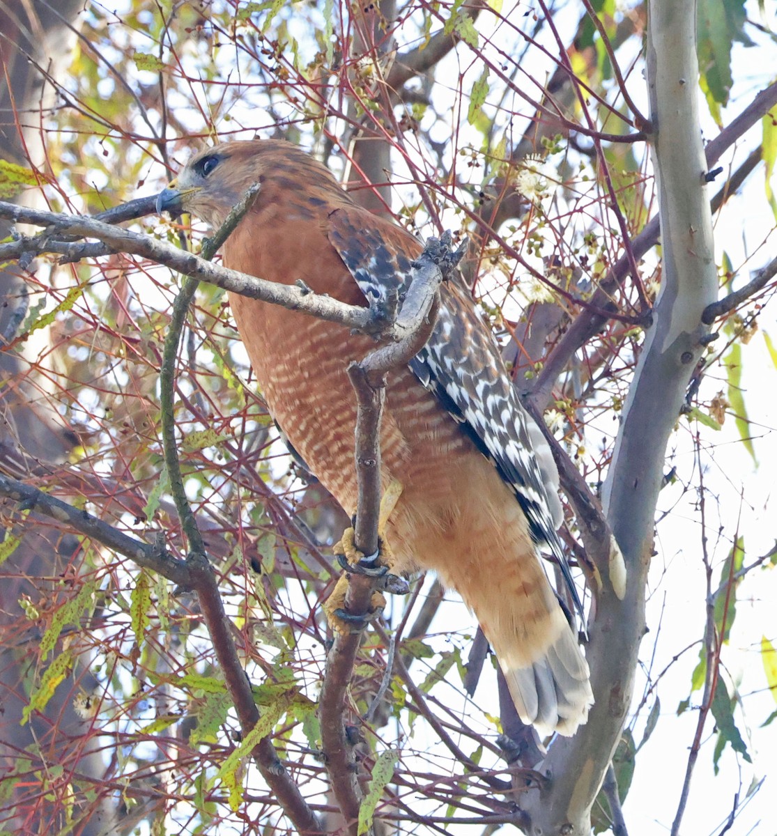 Red-shouldered Hawk - ML643568425