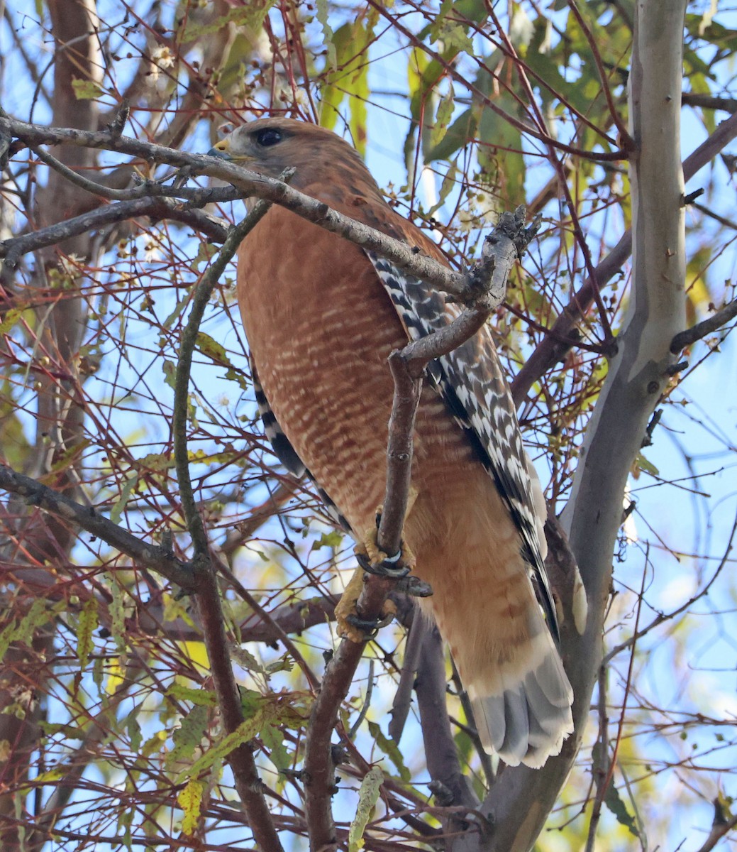 Red-shouldered Hawk - ML643568426