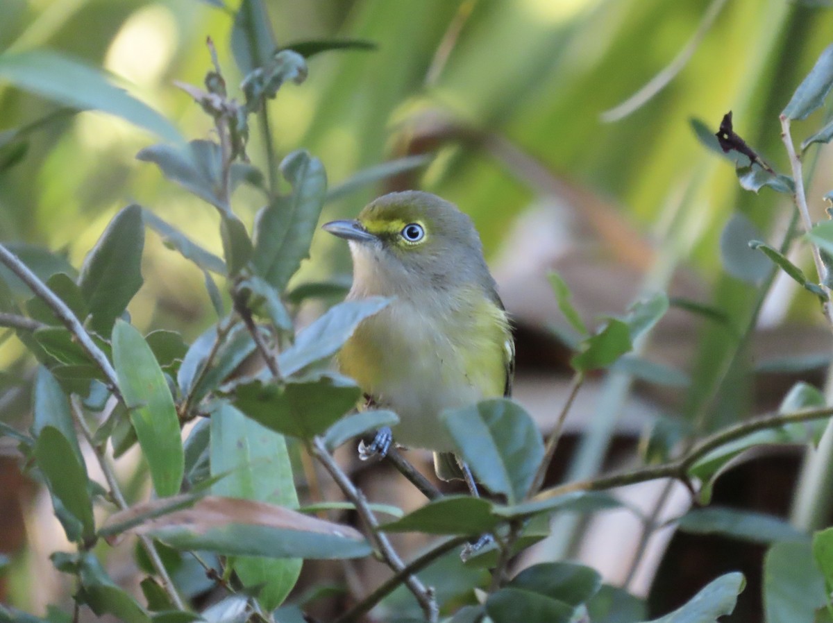 hvitøyevireo - ML643568430