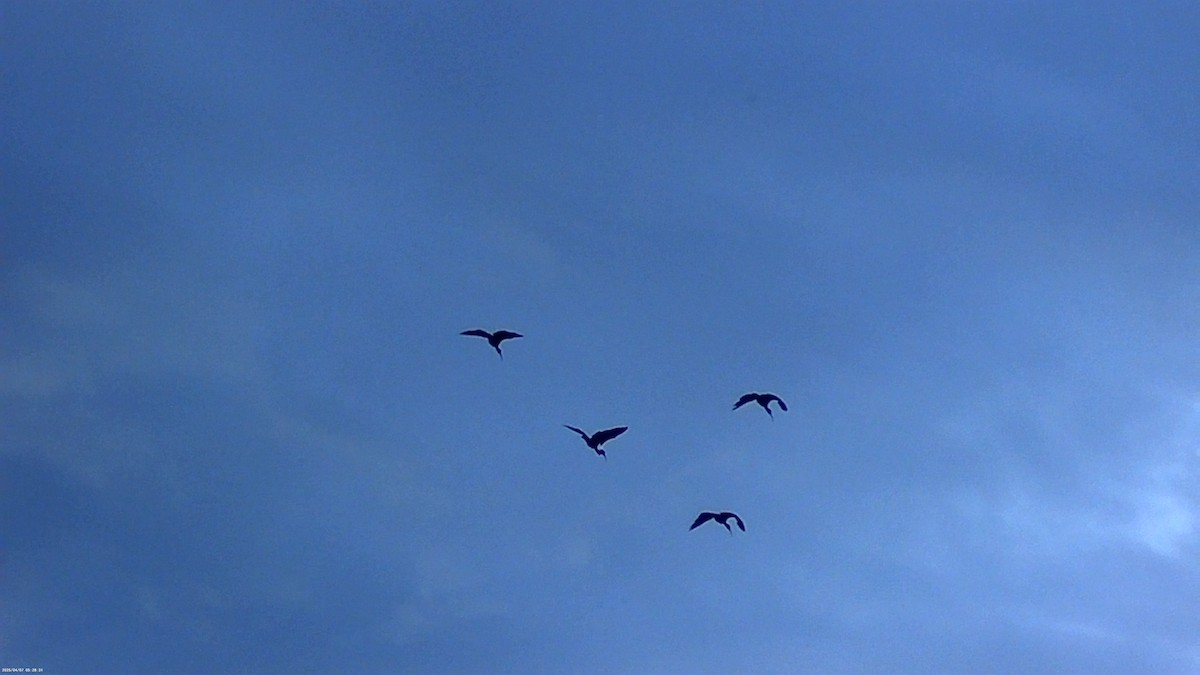 Bare-faced Ibis - ML643568431
