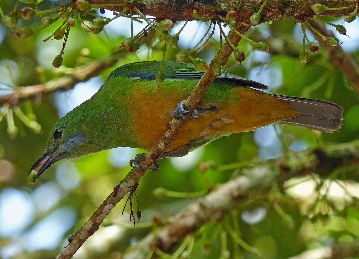 Orange-bellied Leafbird - ML643568434