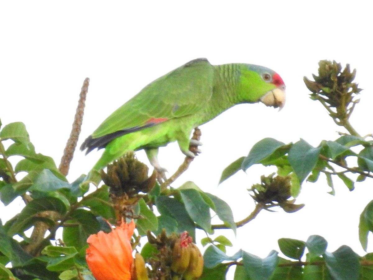 Lilac-crowned Amazon - ML643568439