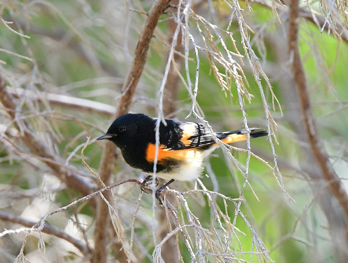 American Redstart - ML643568441