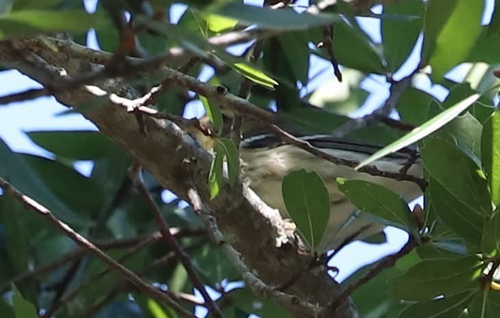 Blackburnian Warbler - ML643568443