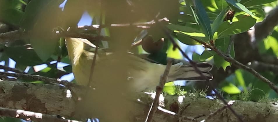 Blackburnian Warbler - ML643568444