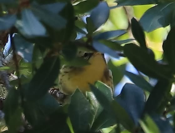 Blackburnian Warbler - ML643568445