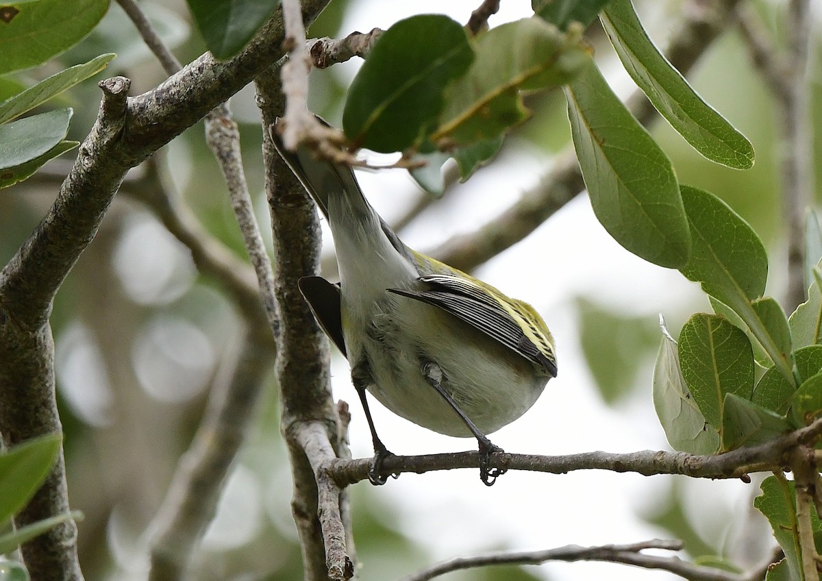 Chestnut-sided Warbler - ML643568448
