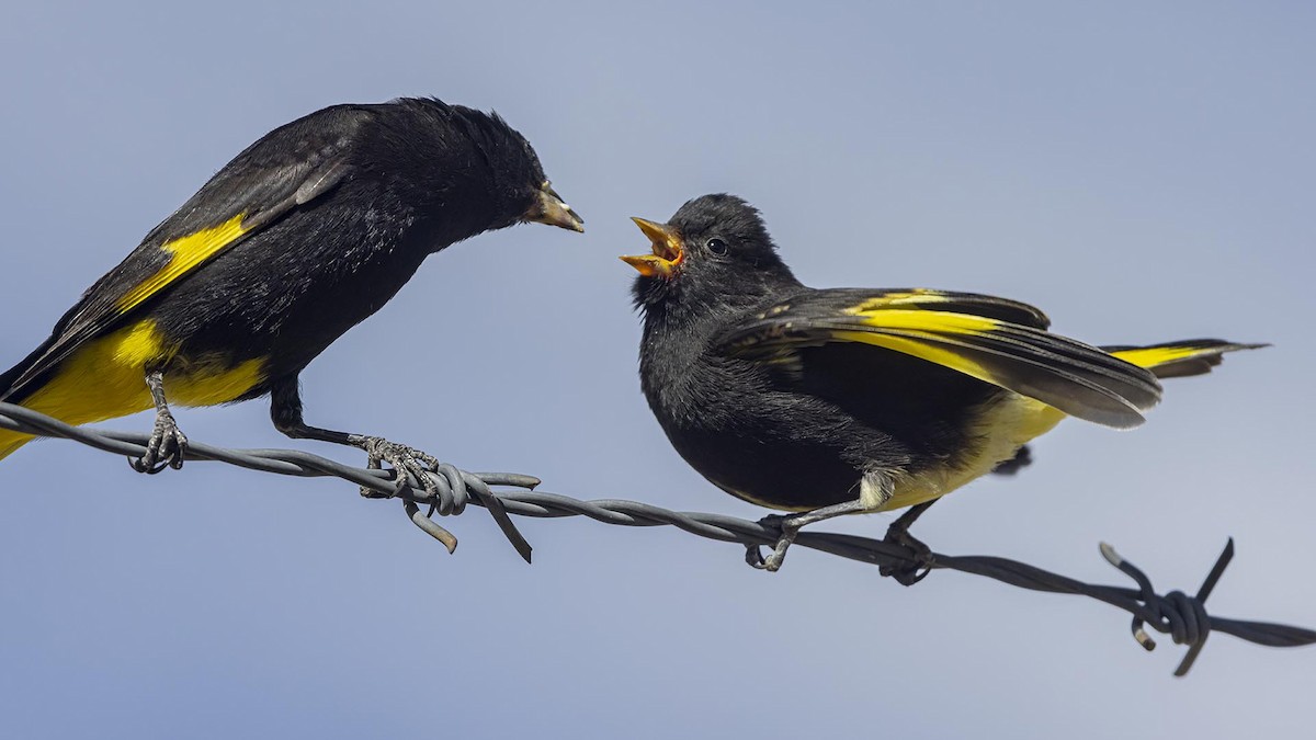 Black Siskin - ML643568451