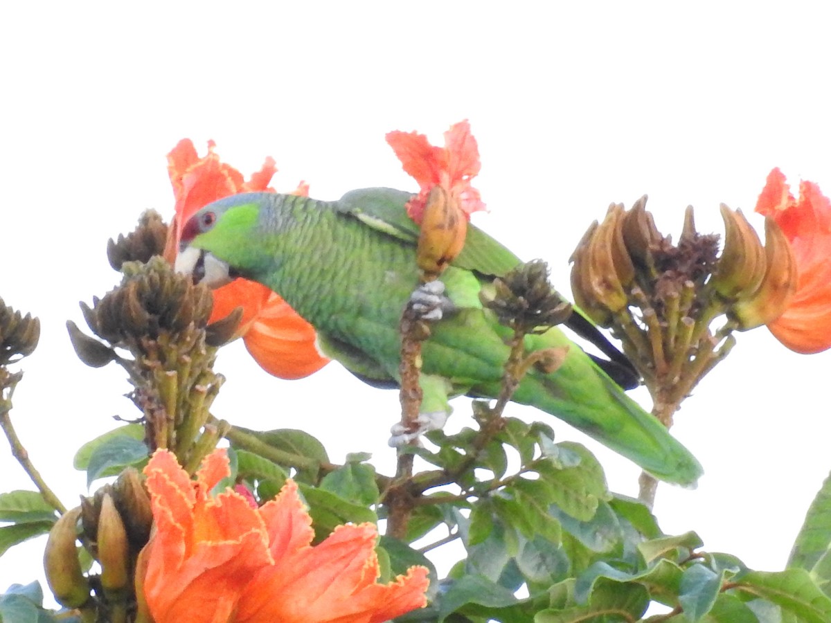 Lilac-crowned Amazon - ML643568452