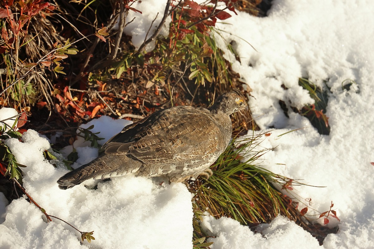 Sooty Grouse - ML643568453