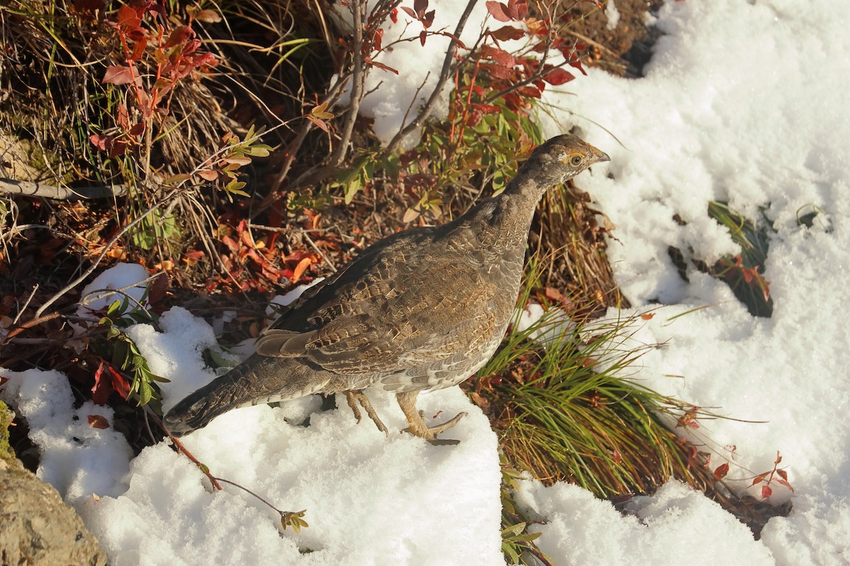 Sooty Grouse - ML643568454