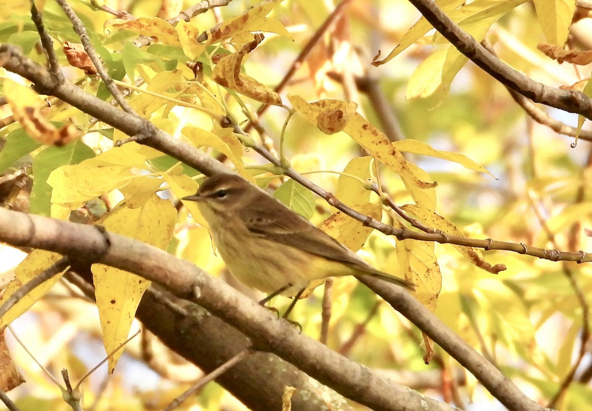 Palm Warbler - ML643568455