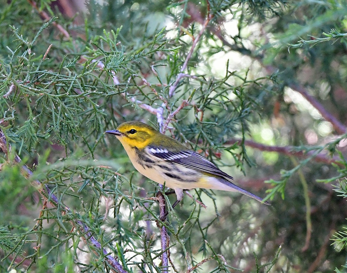 Black-throated Green Warbler - ML643568456