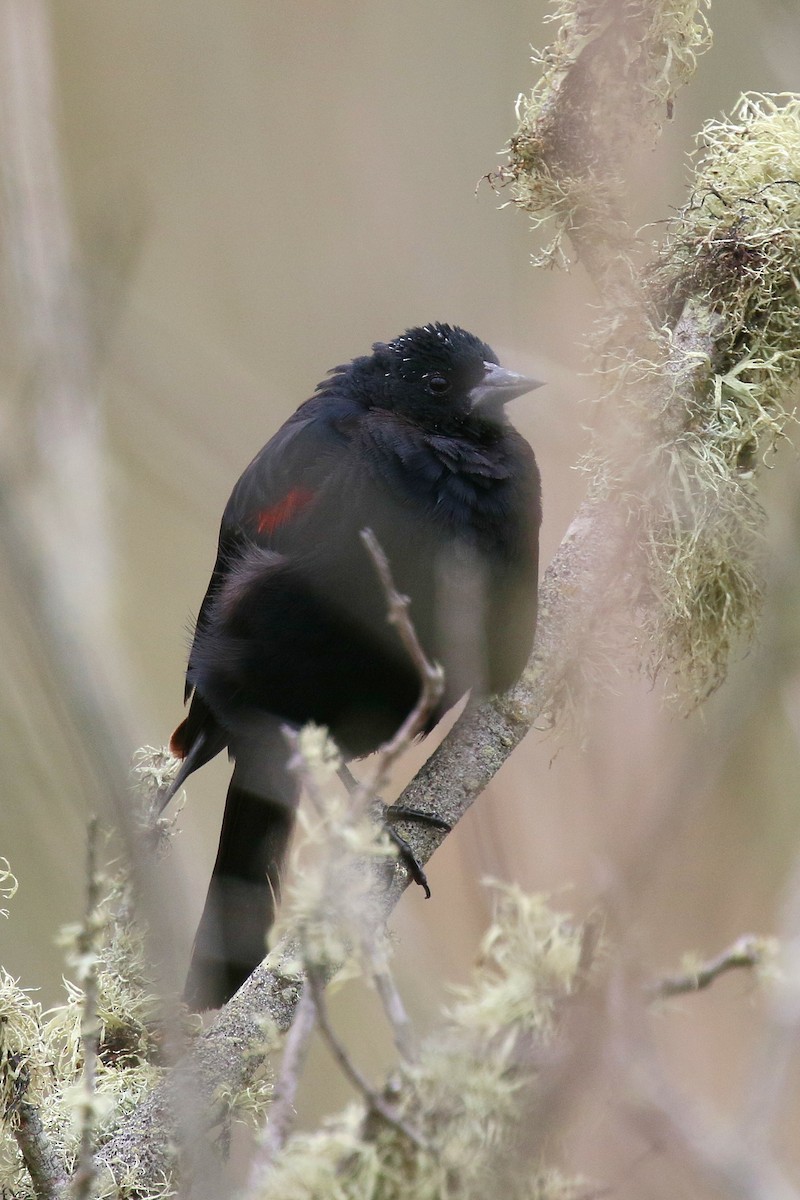Red-winged Blackbird (California Bicolored) - ML643568458