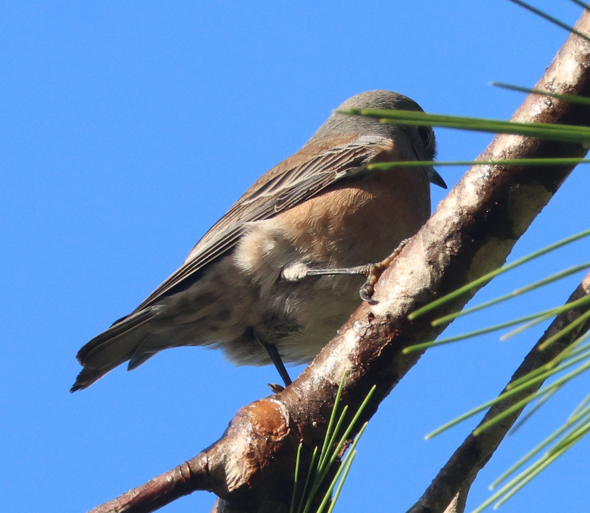 Western Bluebird - ML643568461