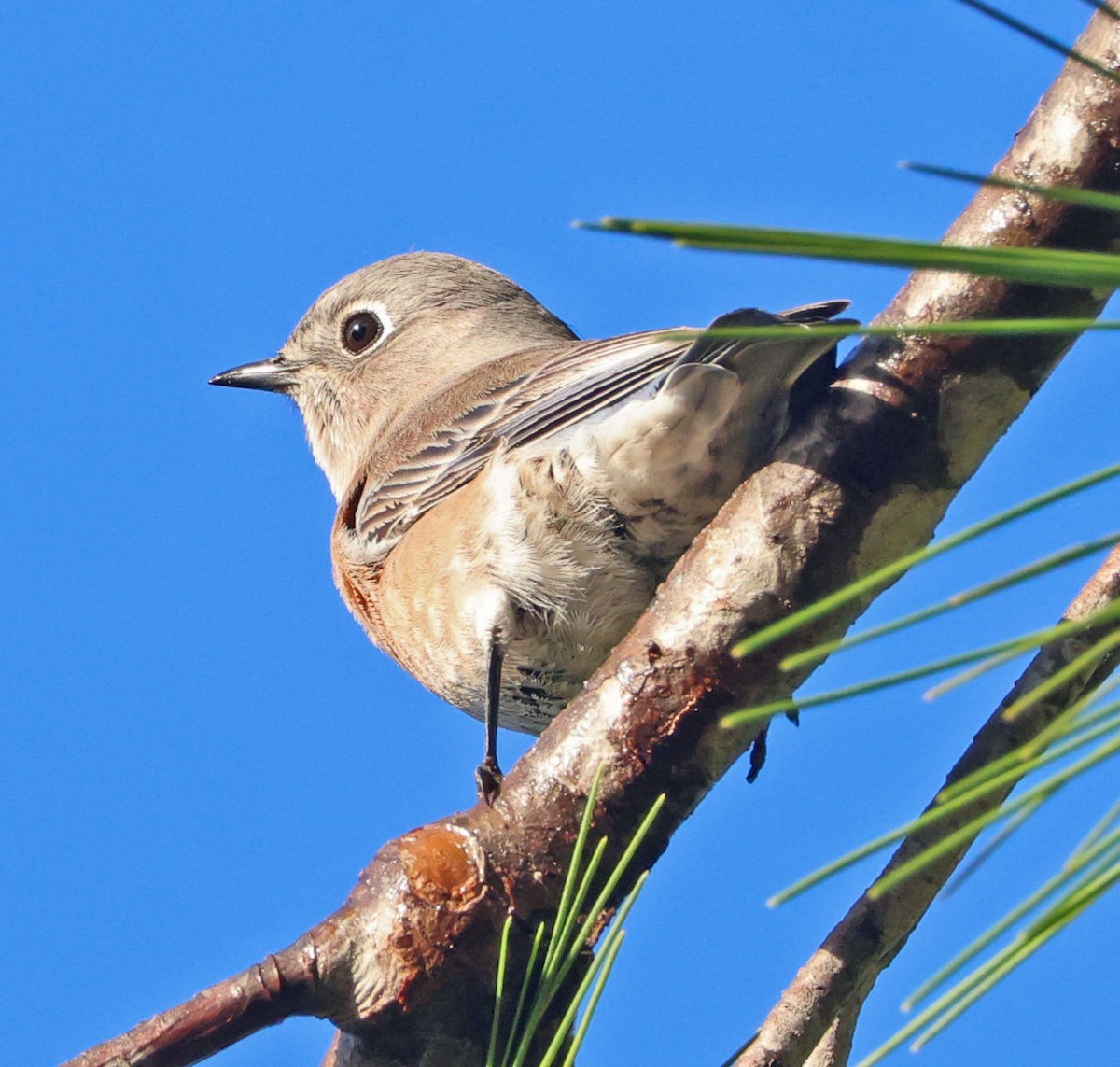 Western Bluebird - ML643568462