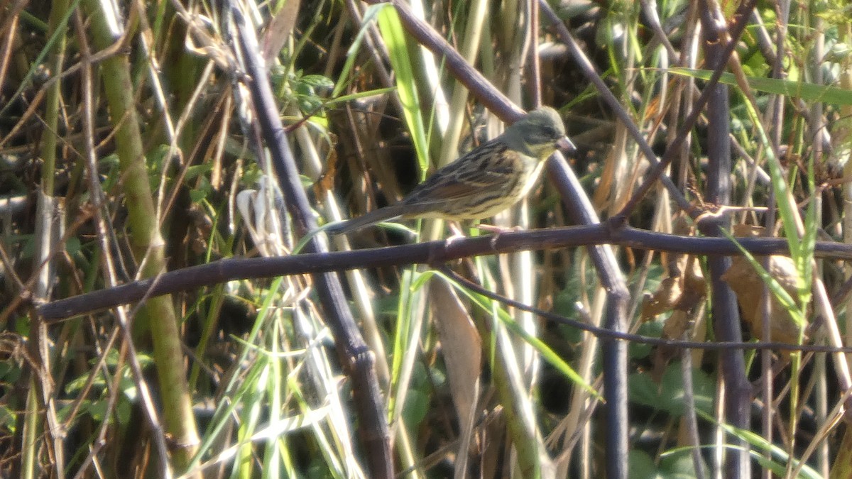 Masked Bunting - ML643568464