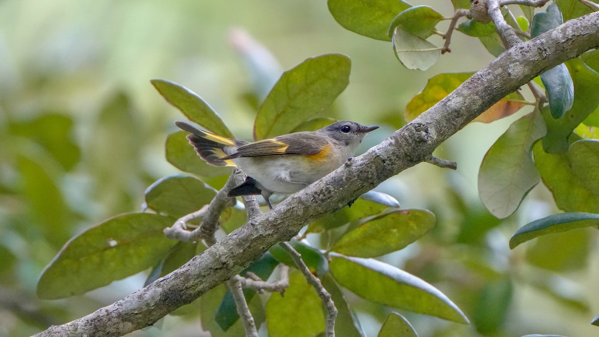 American Redstart - ML643568467