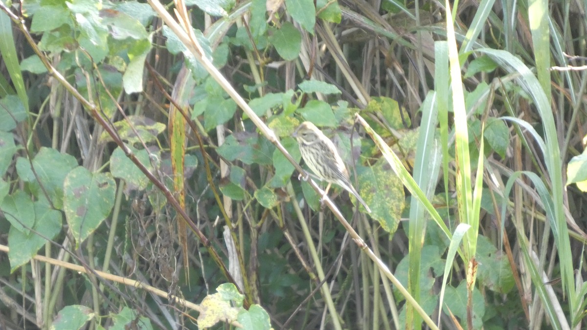 Masked Bunting - ML643568468