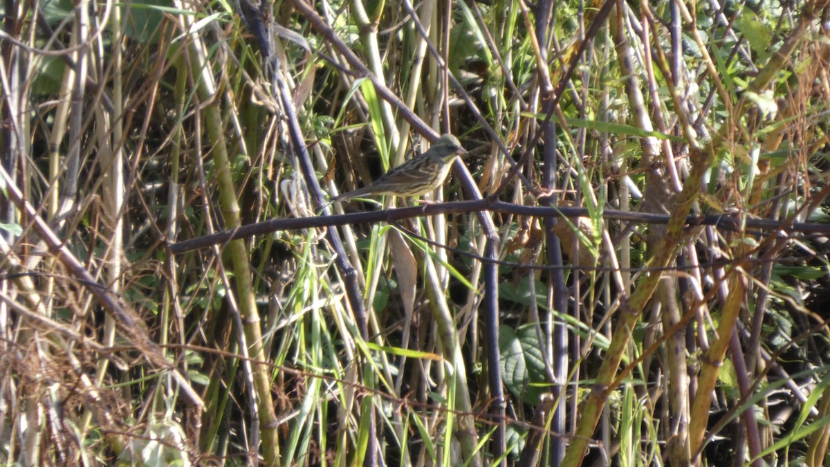 Masked Bunting - ML643568469