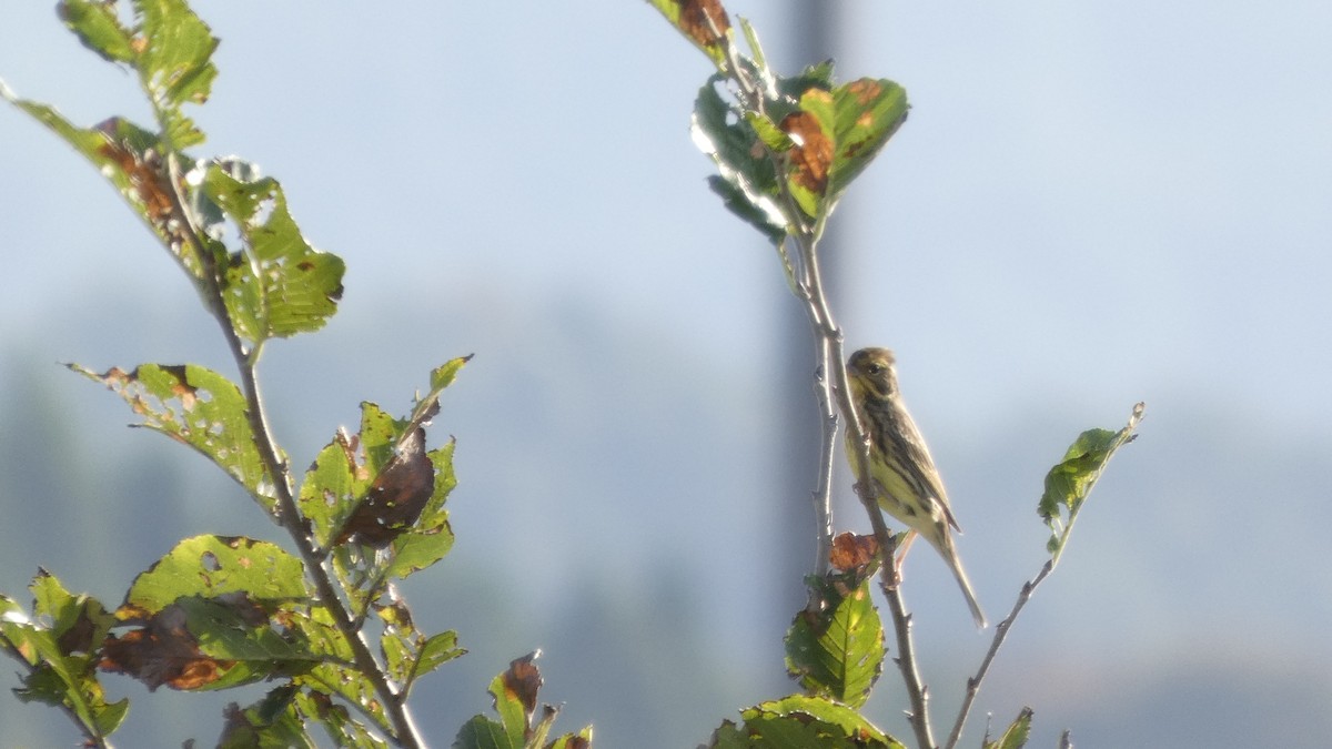Masked Bunting - ML643568470