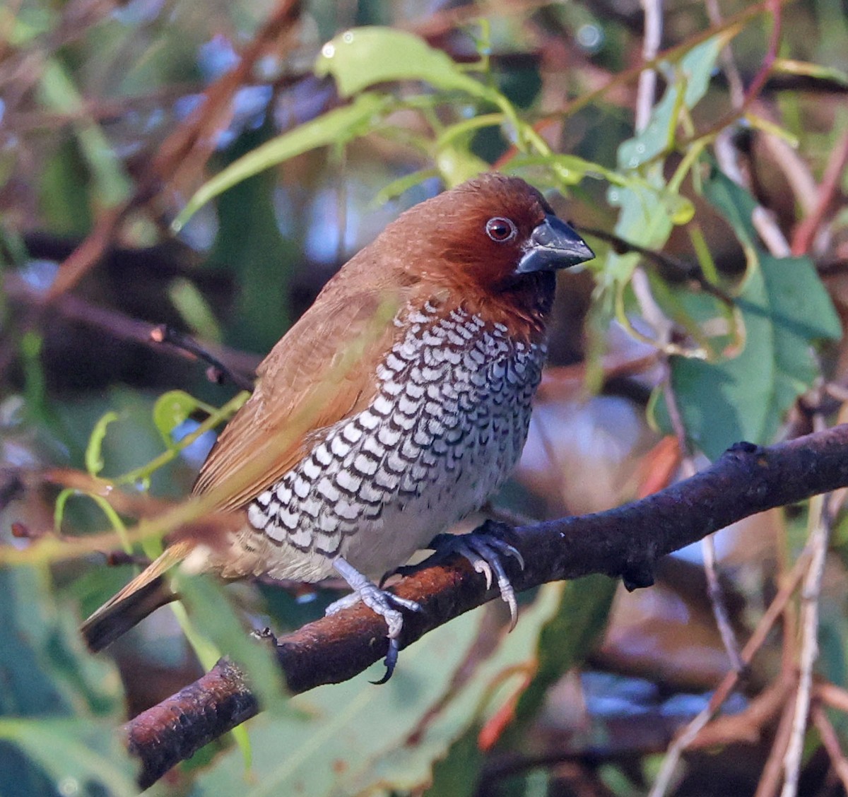 Scaly-breasted Munia - ML643568474
