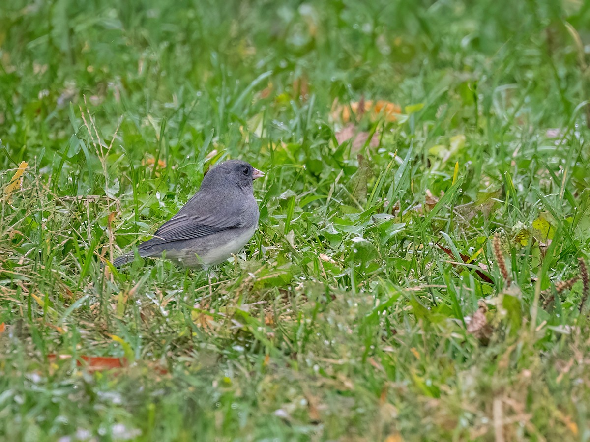 Dark-eyed Junco - ML643568477