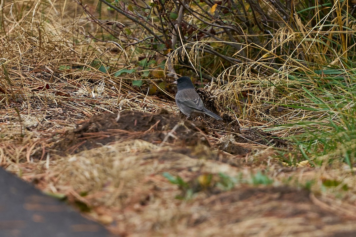 Dark-eyed Junco - ML643568479