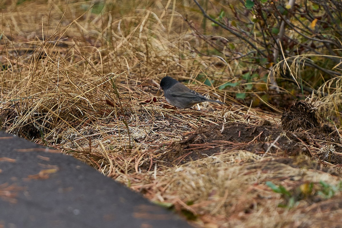 Dark-eyed Junco - ML643568480