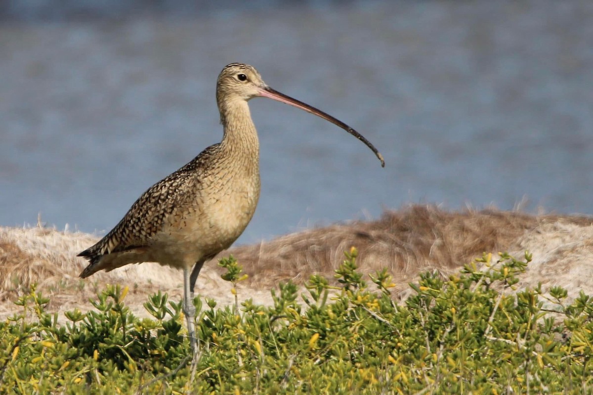 Long-billed Curlew - ML643568481