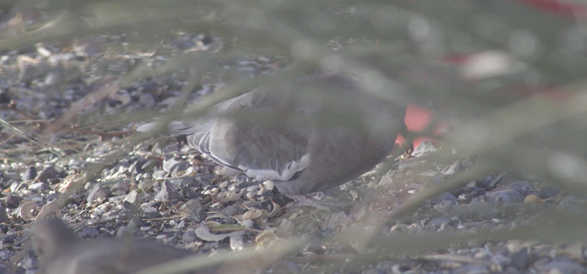 White-winged Dove - ML643568482