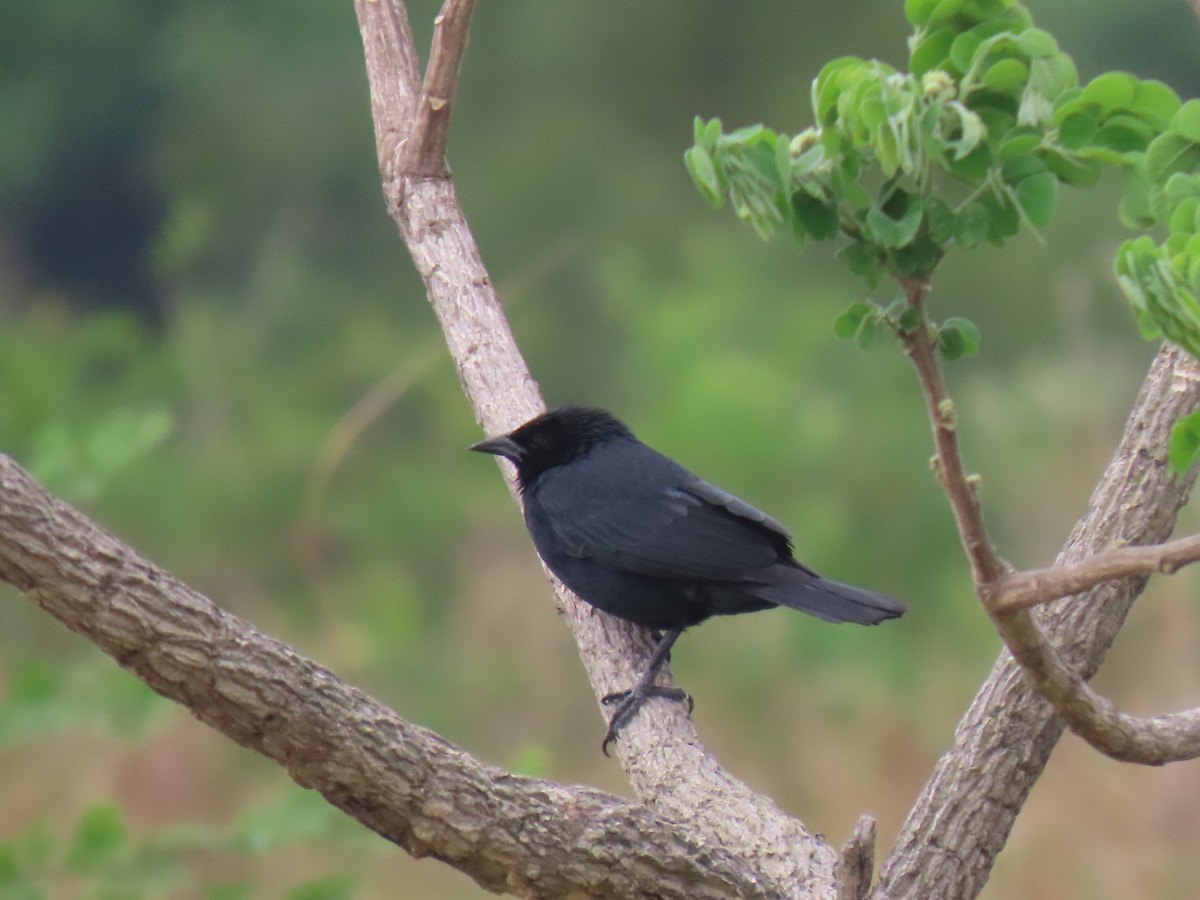 Chopi Blackbird - ML643568483