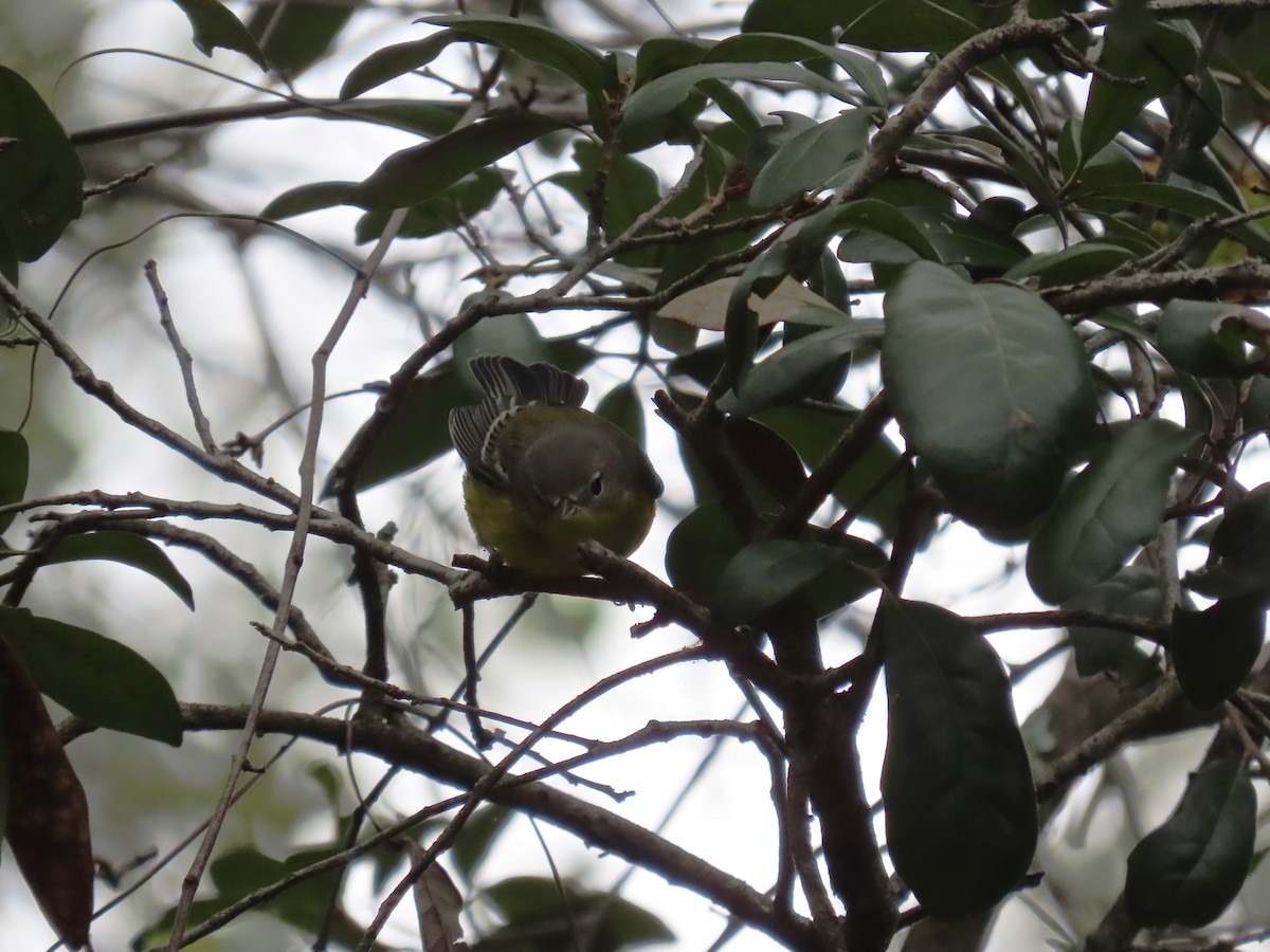 Magnolia Warbler - ML643568484