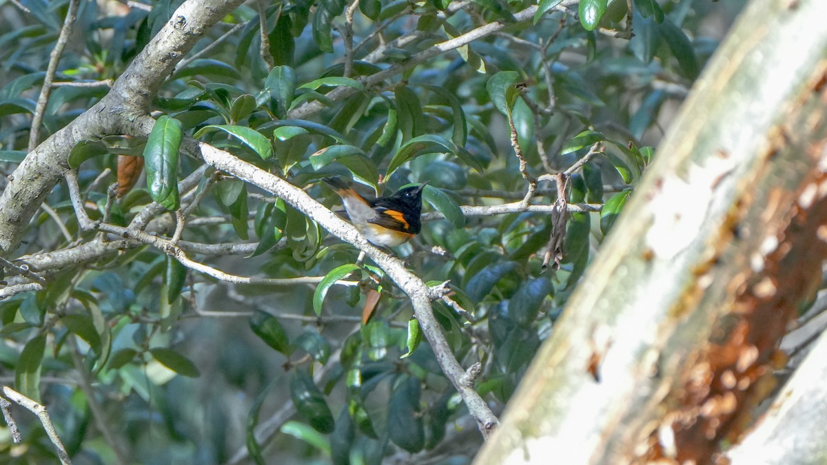 American Redstart - ML643568485