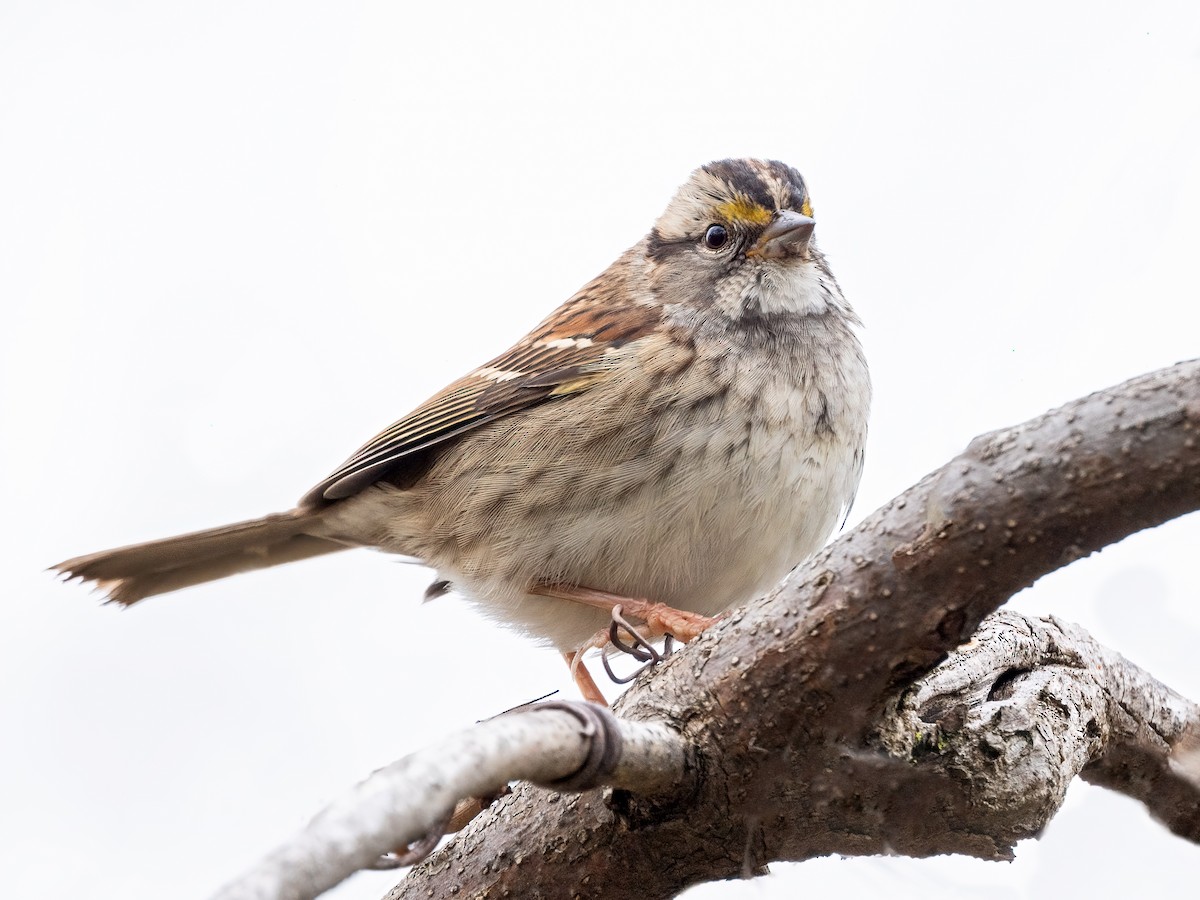White-throated Sparrow - ML643568486