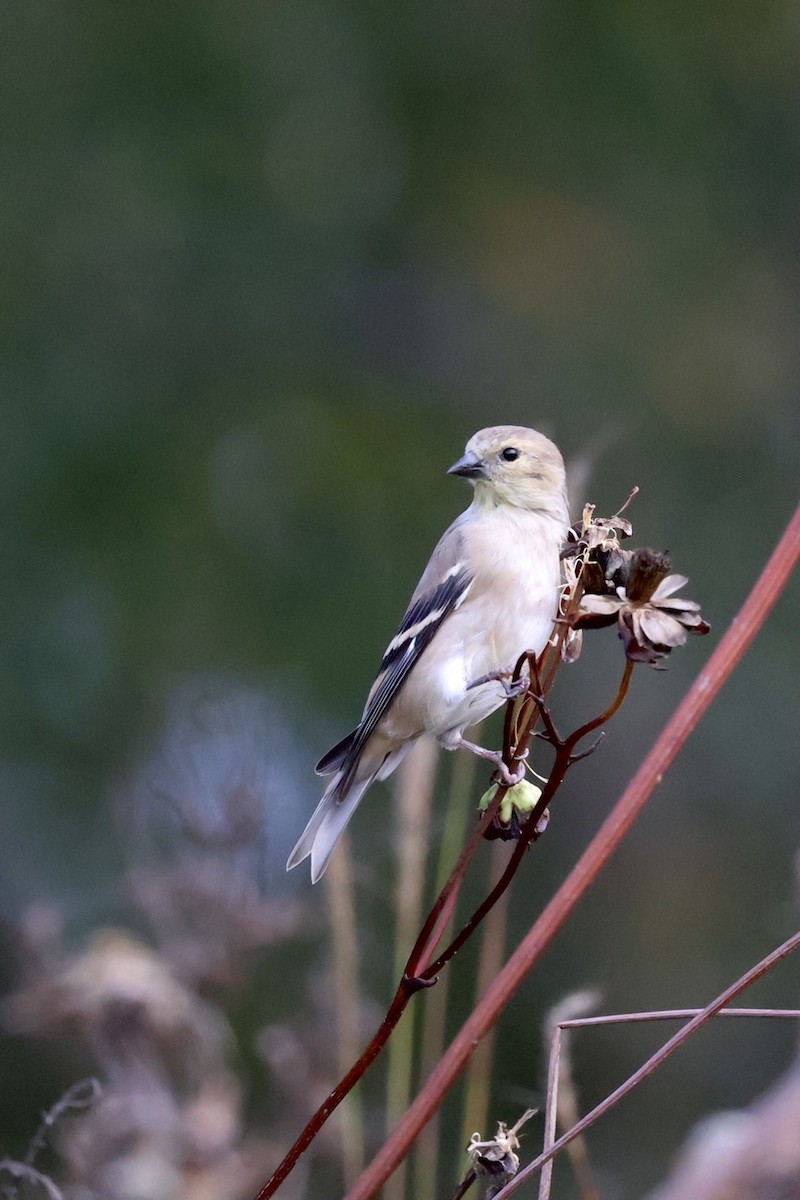 American Goldfinch - ML643568499