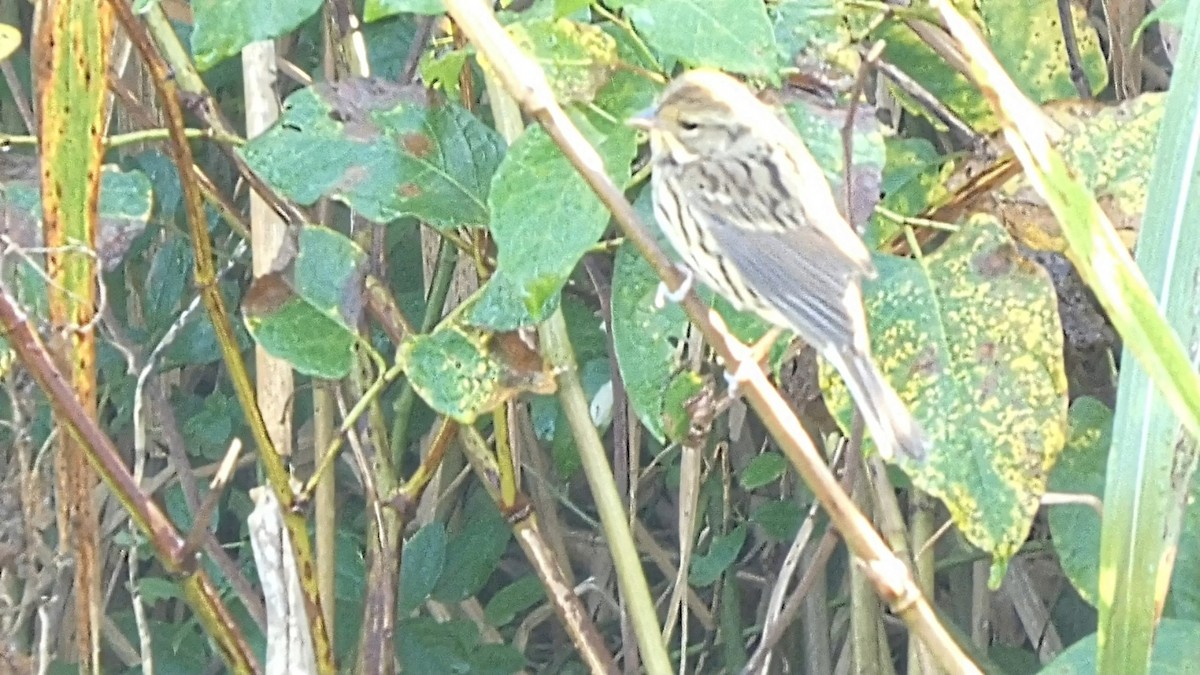 Masked Bunting - ML643568507