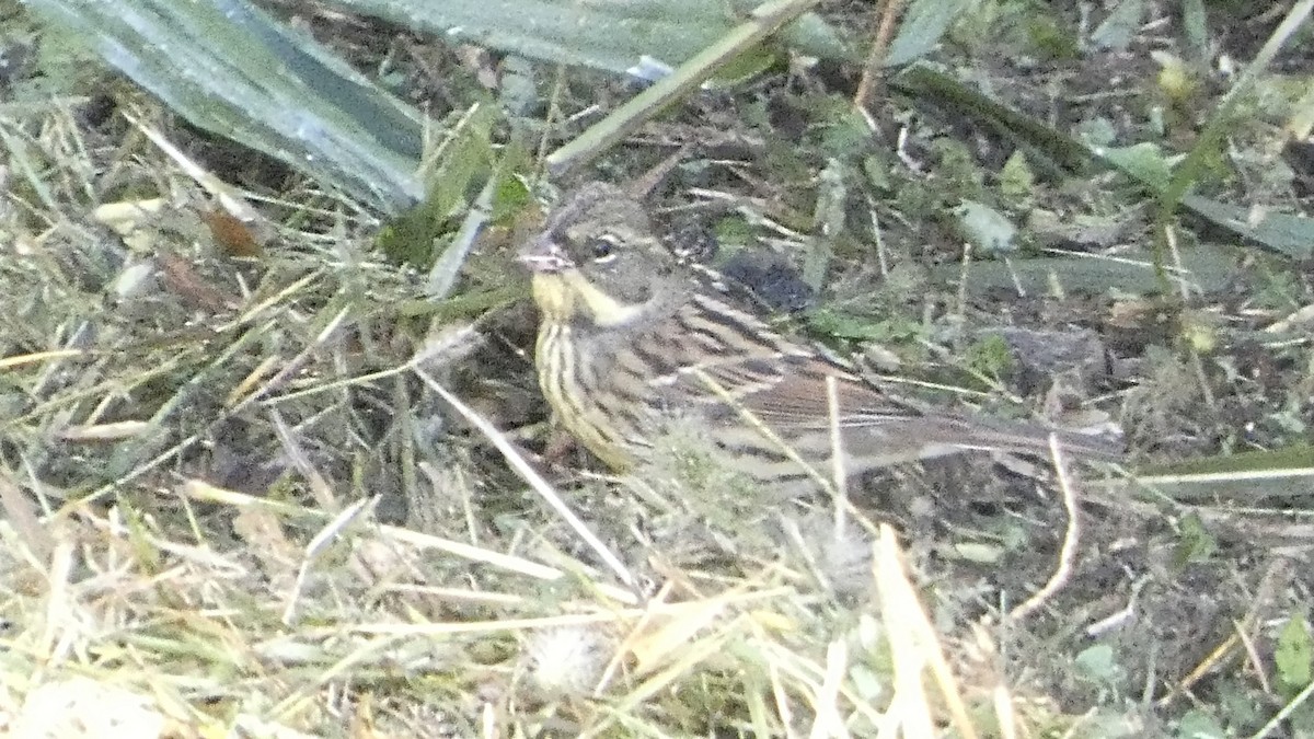 Masked Bunting - ML643568508