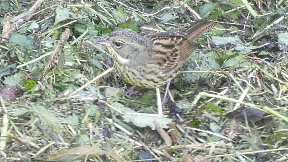 Masked Bunting - ML643568509