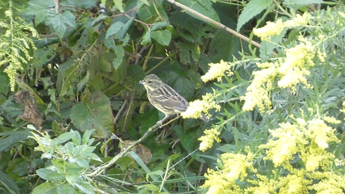 Masked Bunting - ML643568510