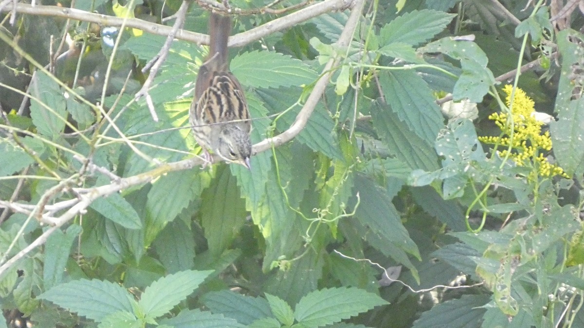 Masked Bunting - ML643568512