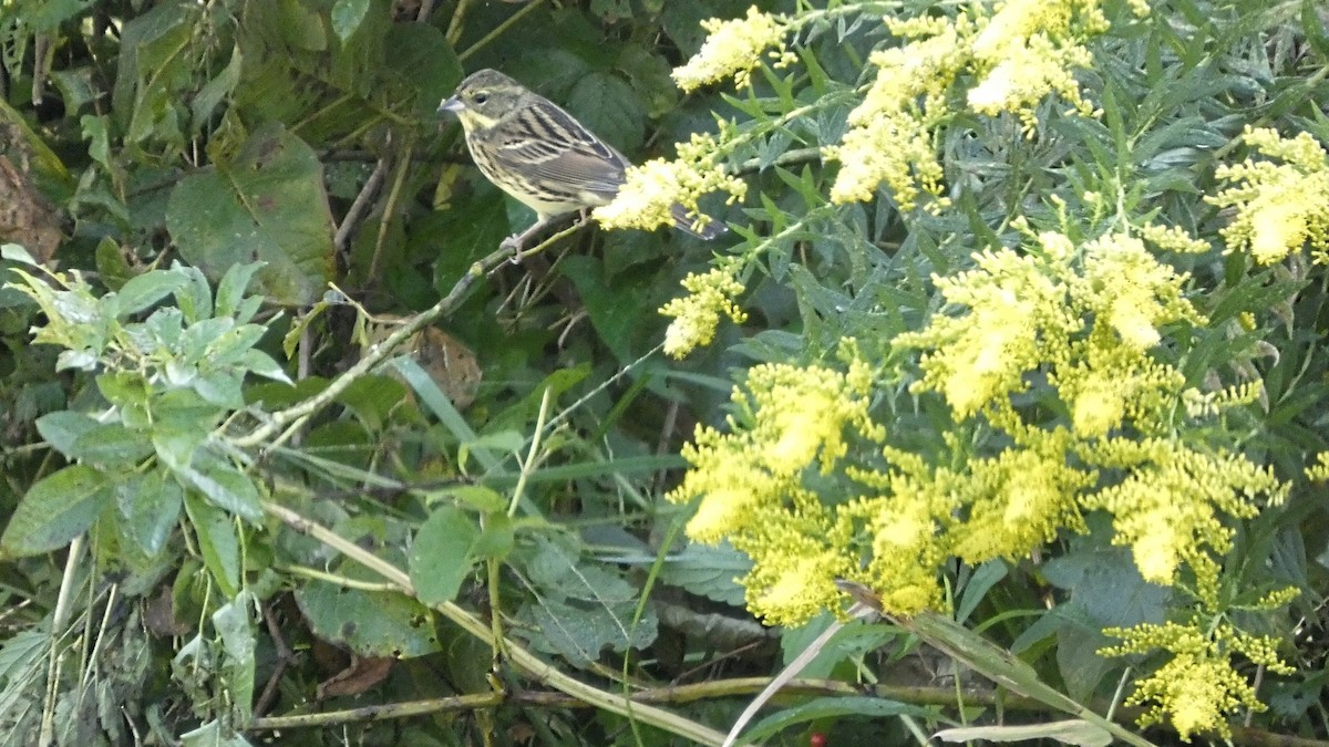 Masked Bunting - ML643568513
