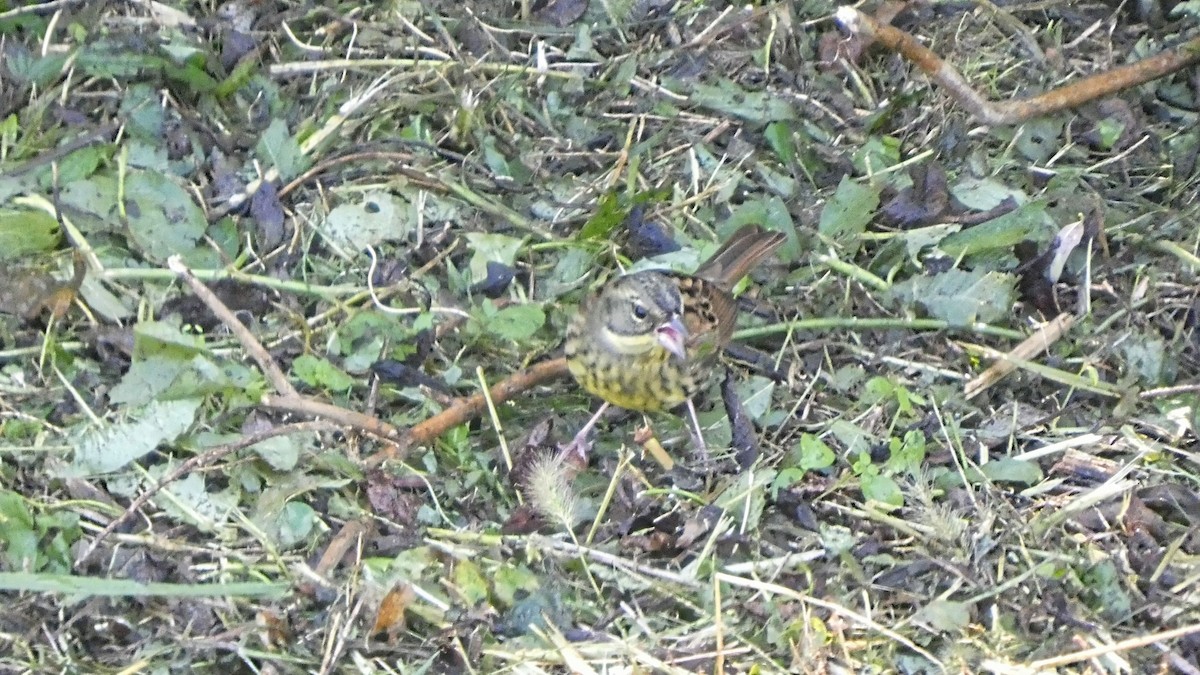 Masked Bunting - ML643568514