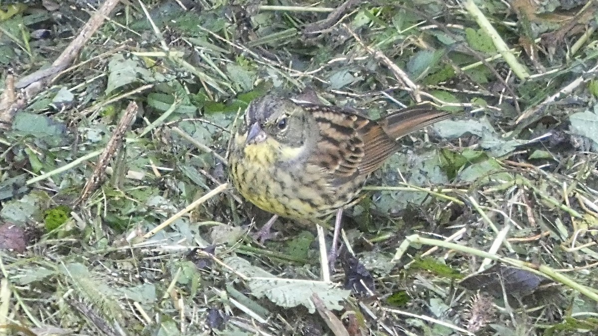 Masked Bunting - ML643568515