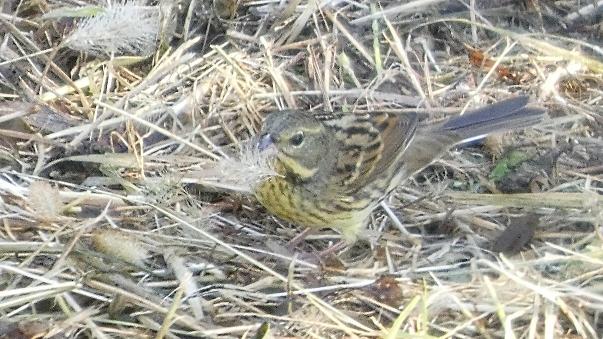 Masked Bunting - ML643568517