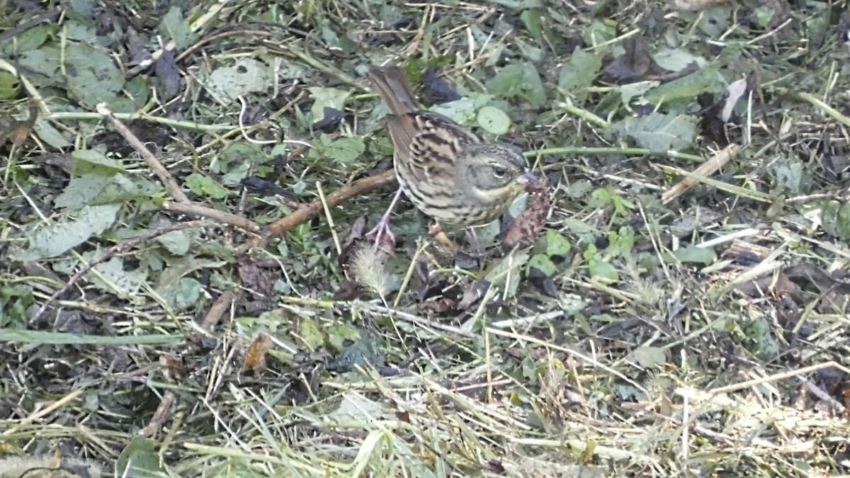 Masked Bunting - ML643568518