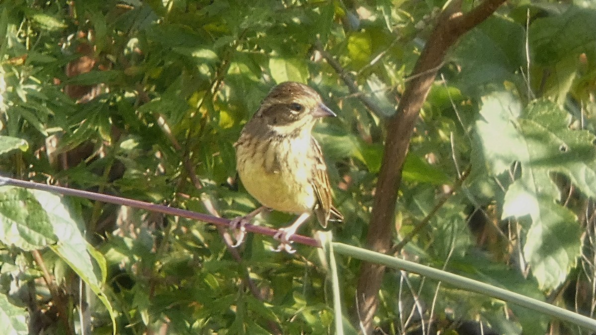 Masked Bunting - ML643568520