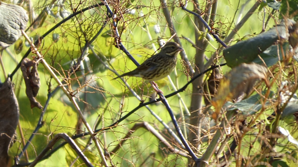 Masked Bunting - ML643568521