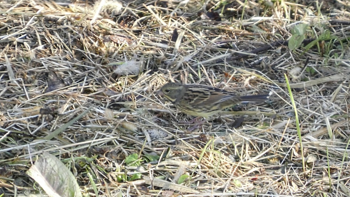 Masked Bunting - ML643568522